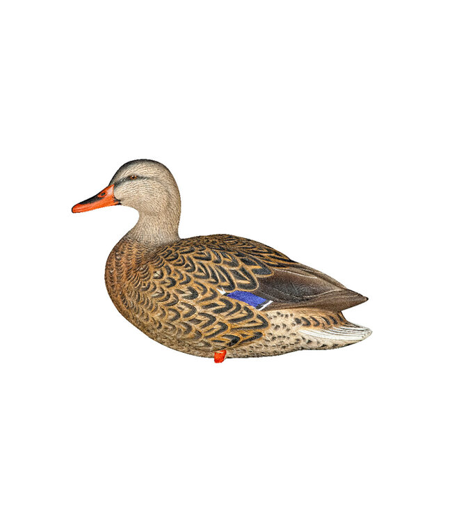 AvianX Avian X AXP Full Body Mallards: Fusion Pack