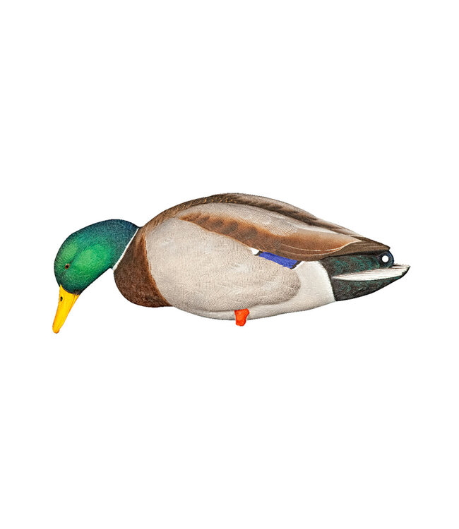 AvianX Avian X AXP Full Body Mallards: Fusion Pack