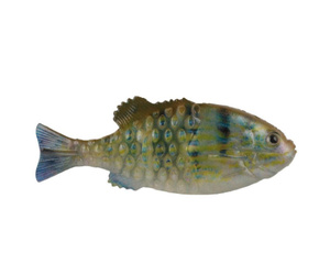 https://cdn.shoplightspeed.com/shops/641096/files/52107058/300x250x2/berkley-powerbait-saltwater-gilly-110-hd-pinfish.jpg