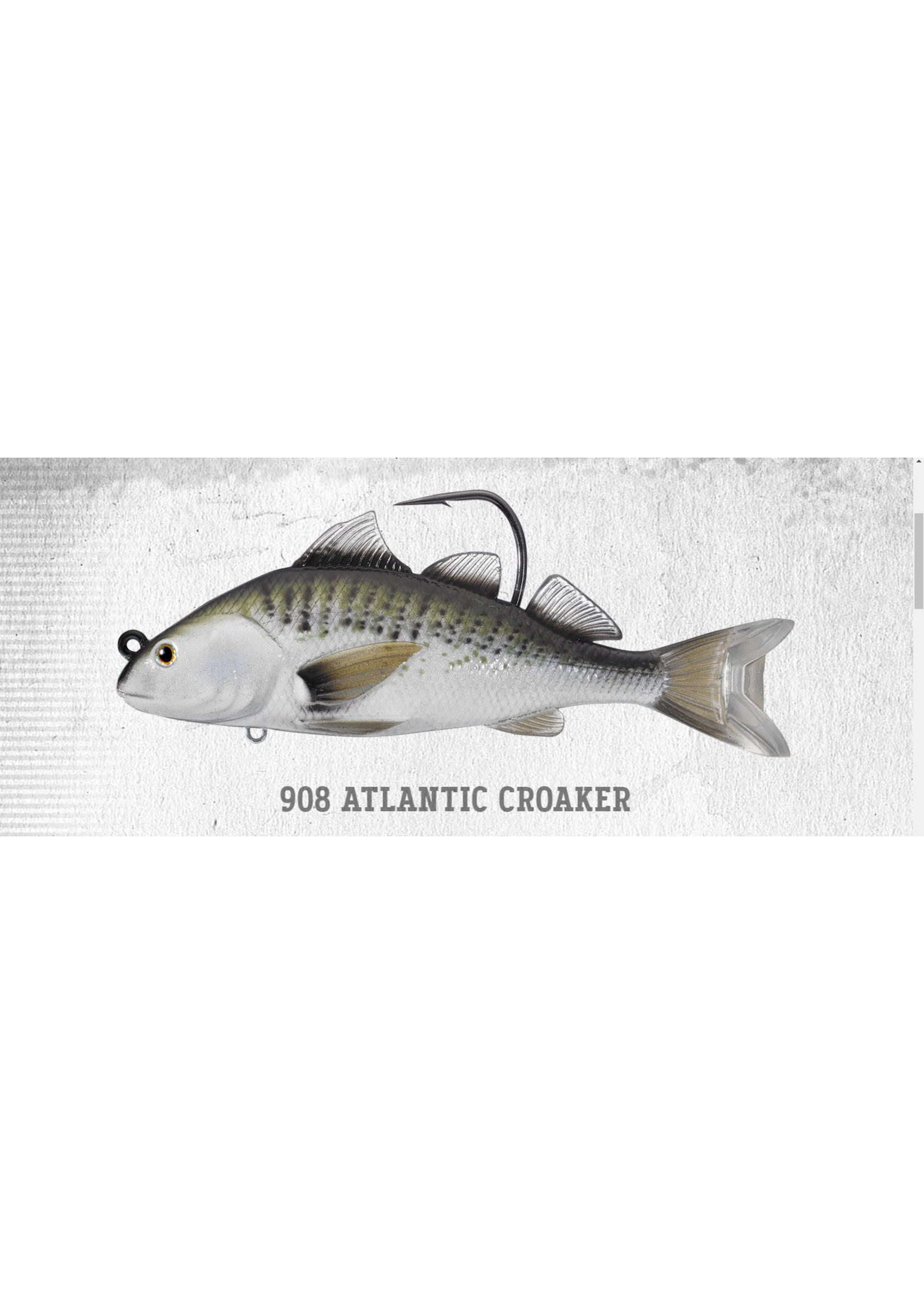 Live Target Croaker 4" - Atlantic