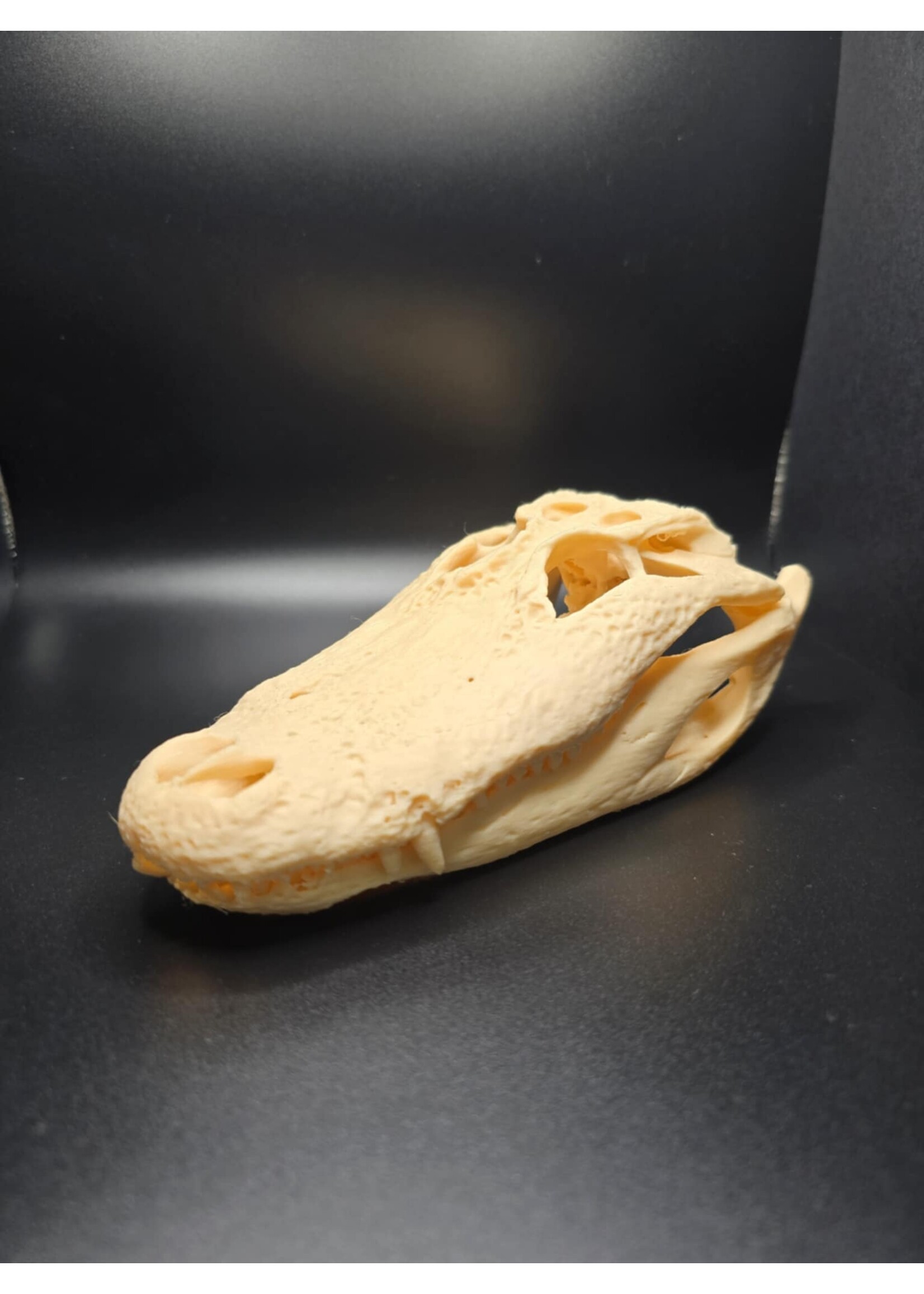 Brothers Outdoors Gator Skull 7.5" -3D