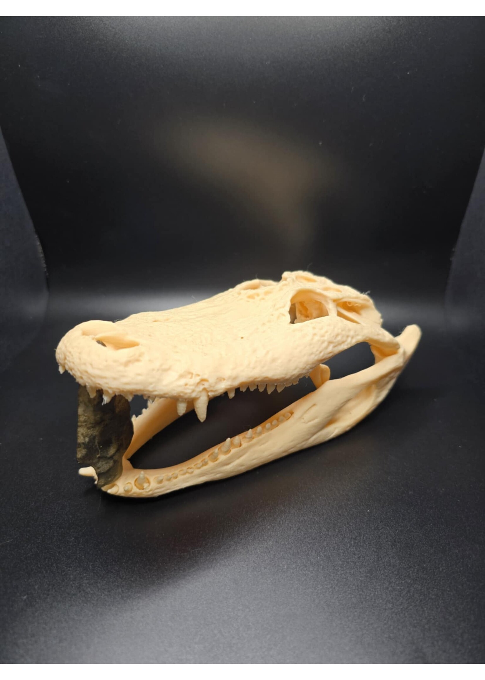 Brothers Outdoors Gator Skull 7.5" -3D