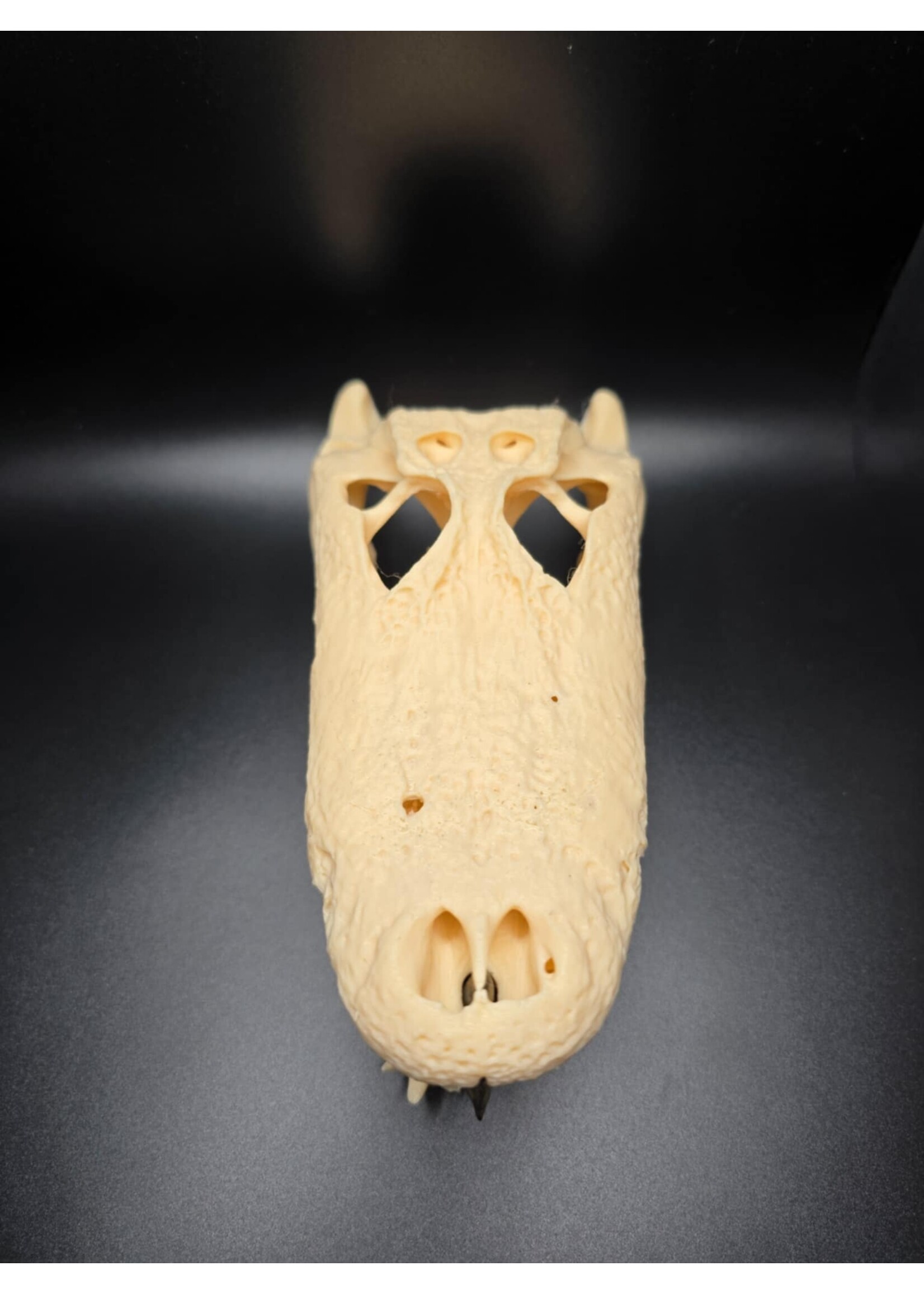 Brothers Outdoors Gator Skull 7.5" -3D