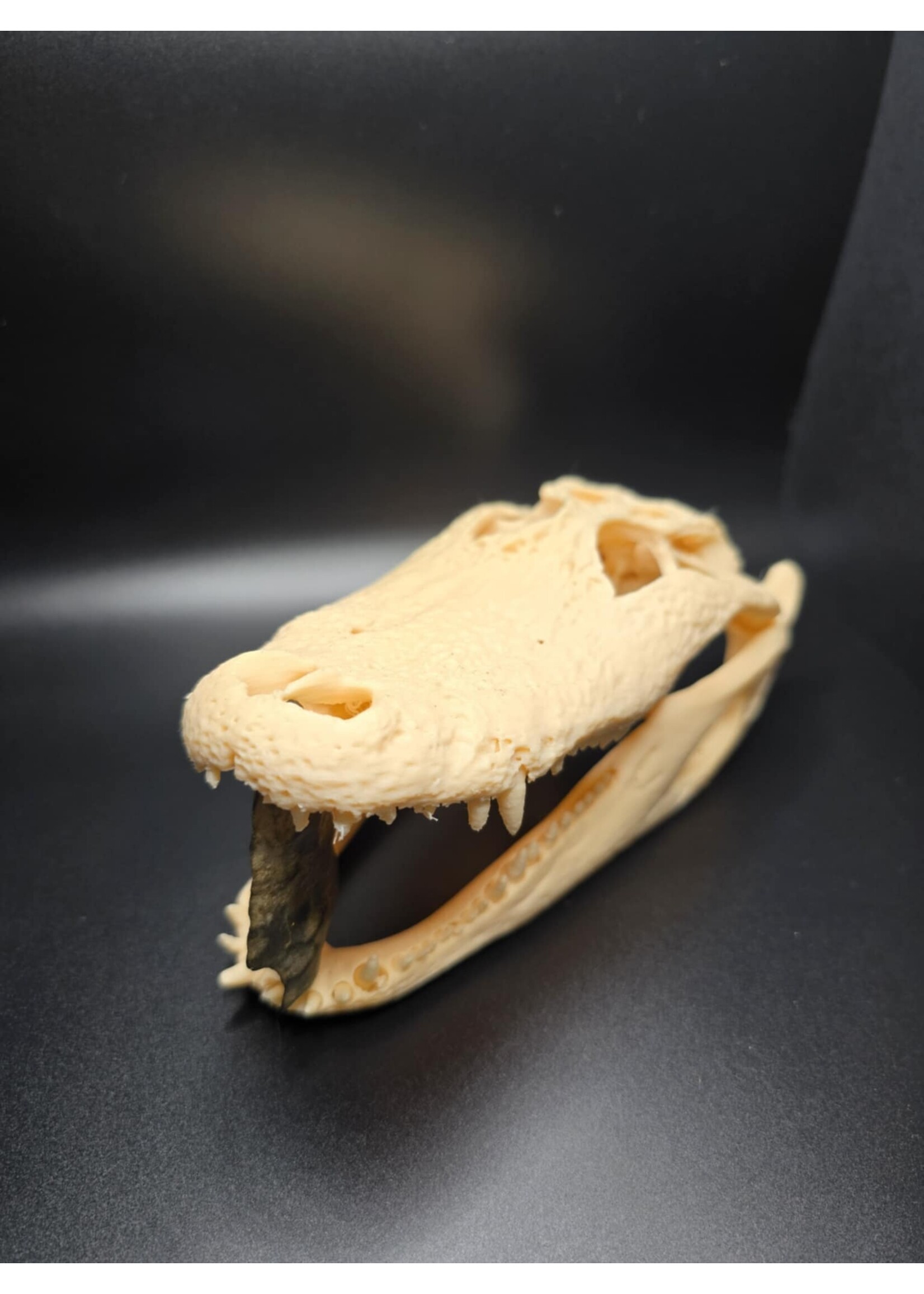 Brothers Outdoors Gator Skull 7.5" -3D