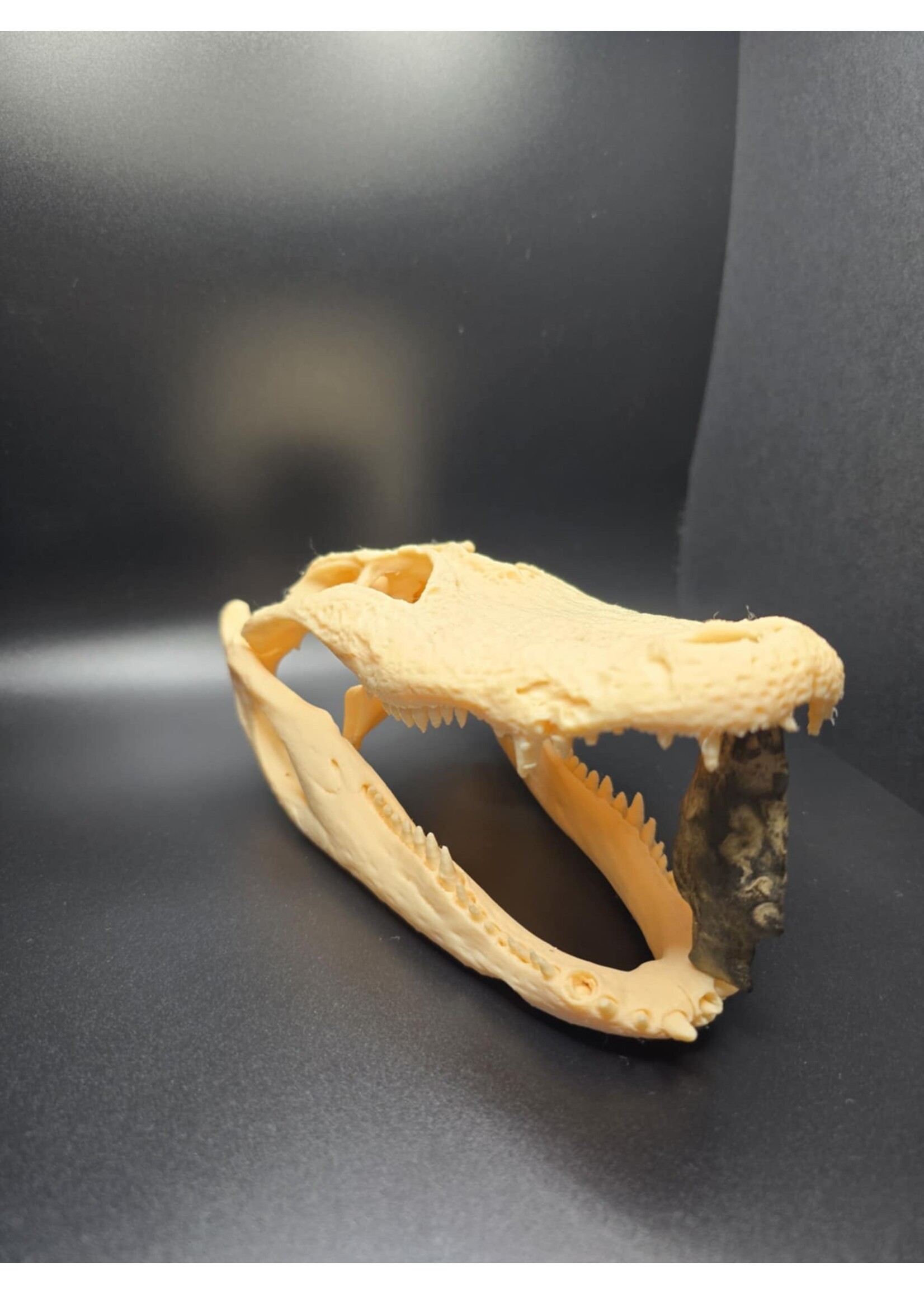 Brothers Outdoors Gator Skull 7.5" -3D