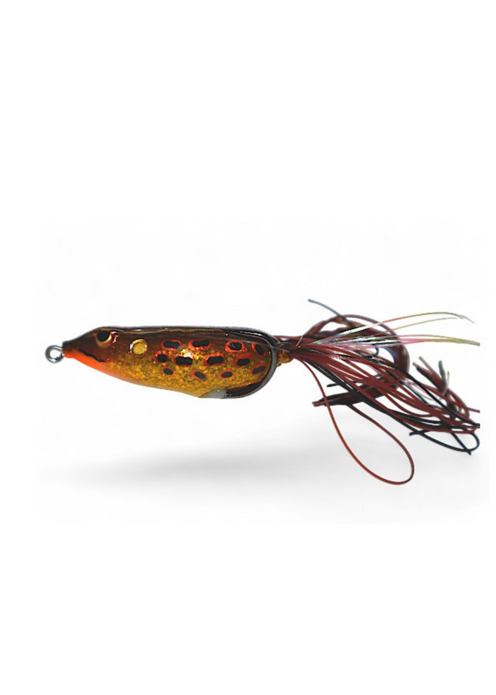 Gambler Walking Frog Yellow Belly