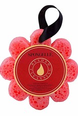 Spongelle Spongelle' Sugar Dahlia