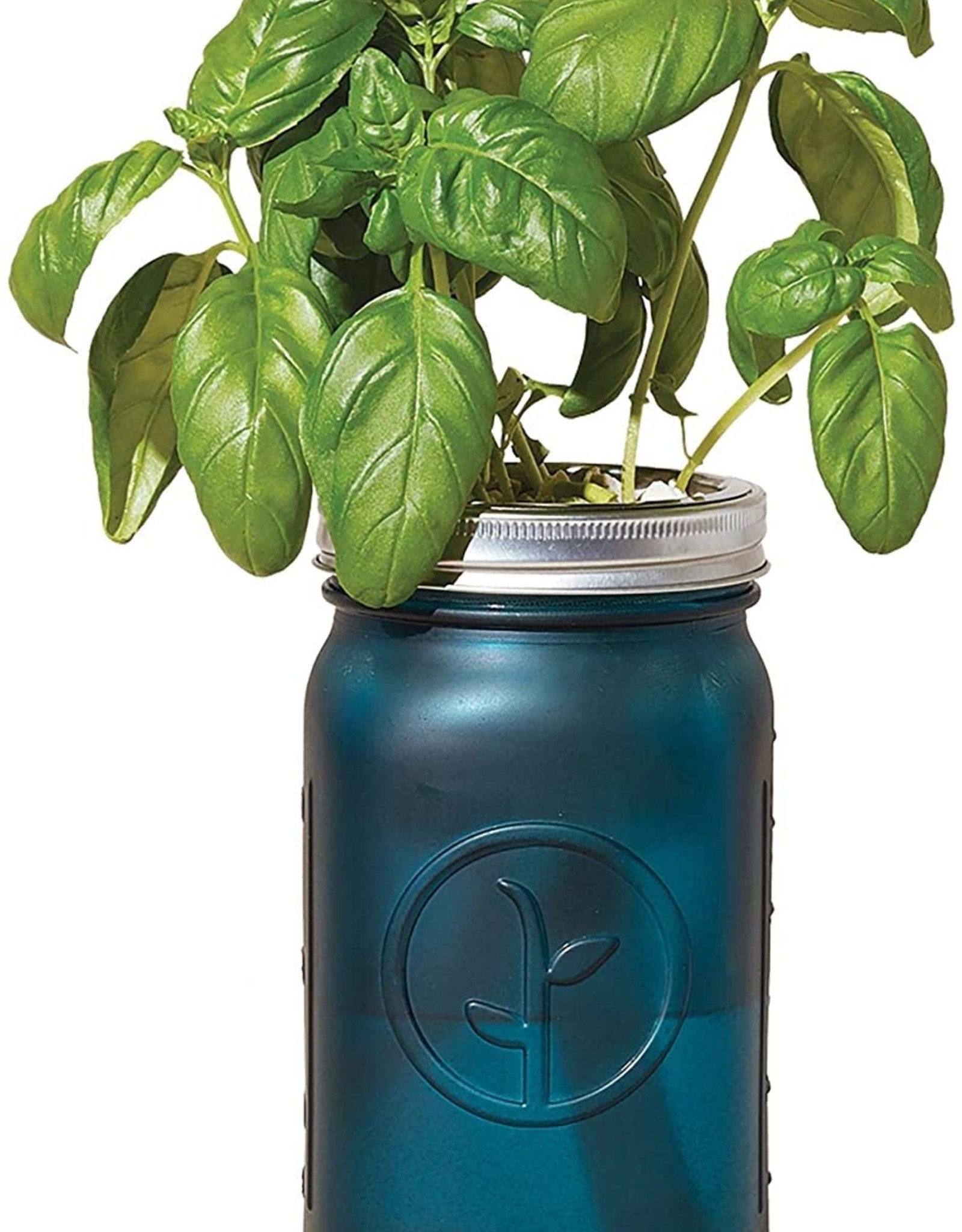 Basil Hydroponic Grow Kit Herb Jar