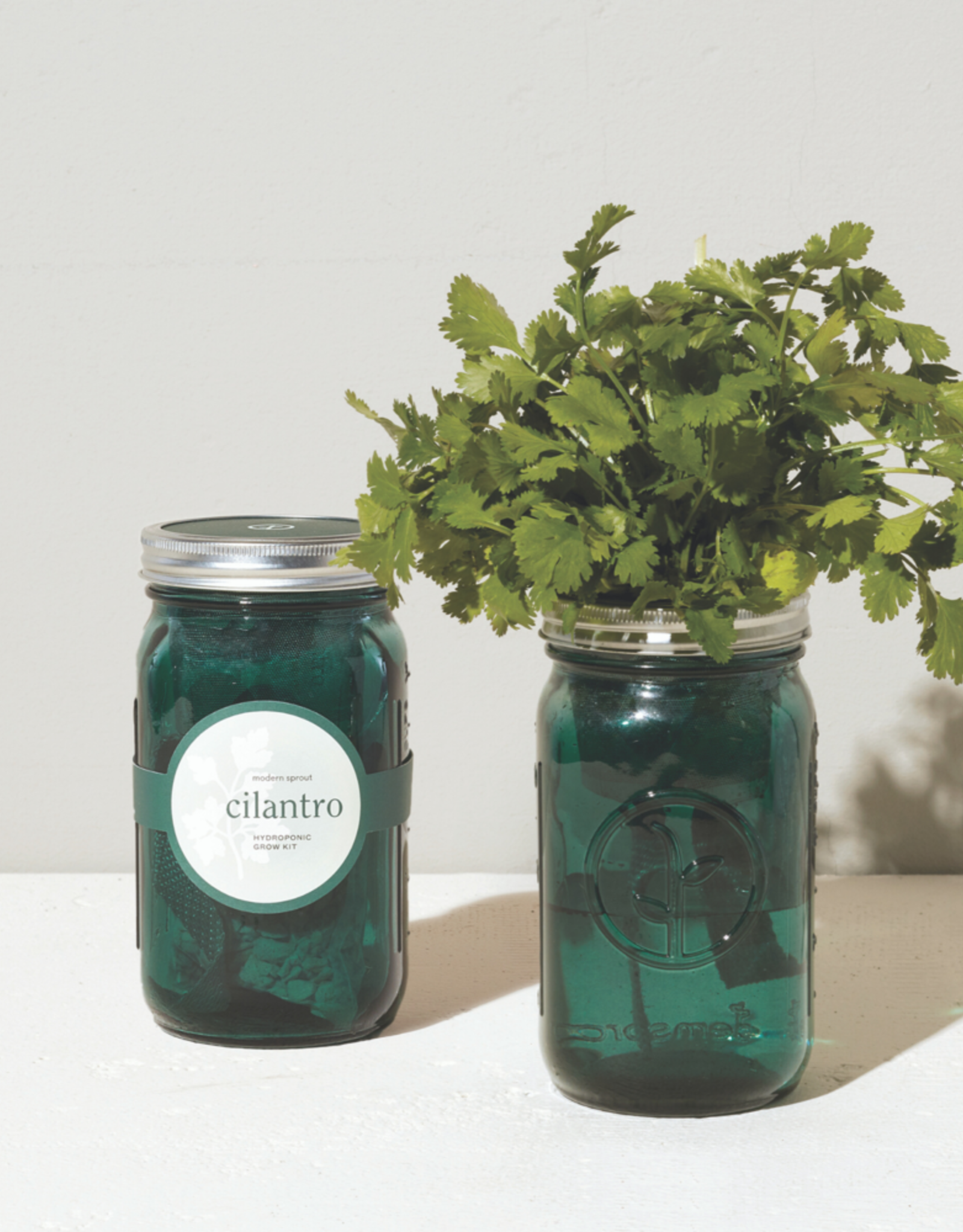 Cilantro Hydroponic Grow Kit Herb Jar