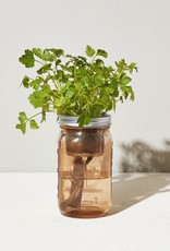 Parsley Hydroponic Grow Kit Herb Jar