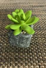 Wills Co. Short Succulent in Square Pot