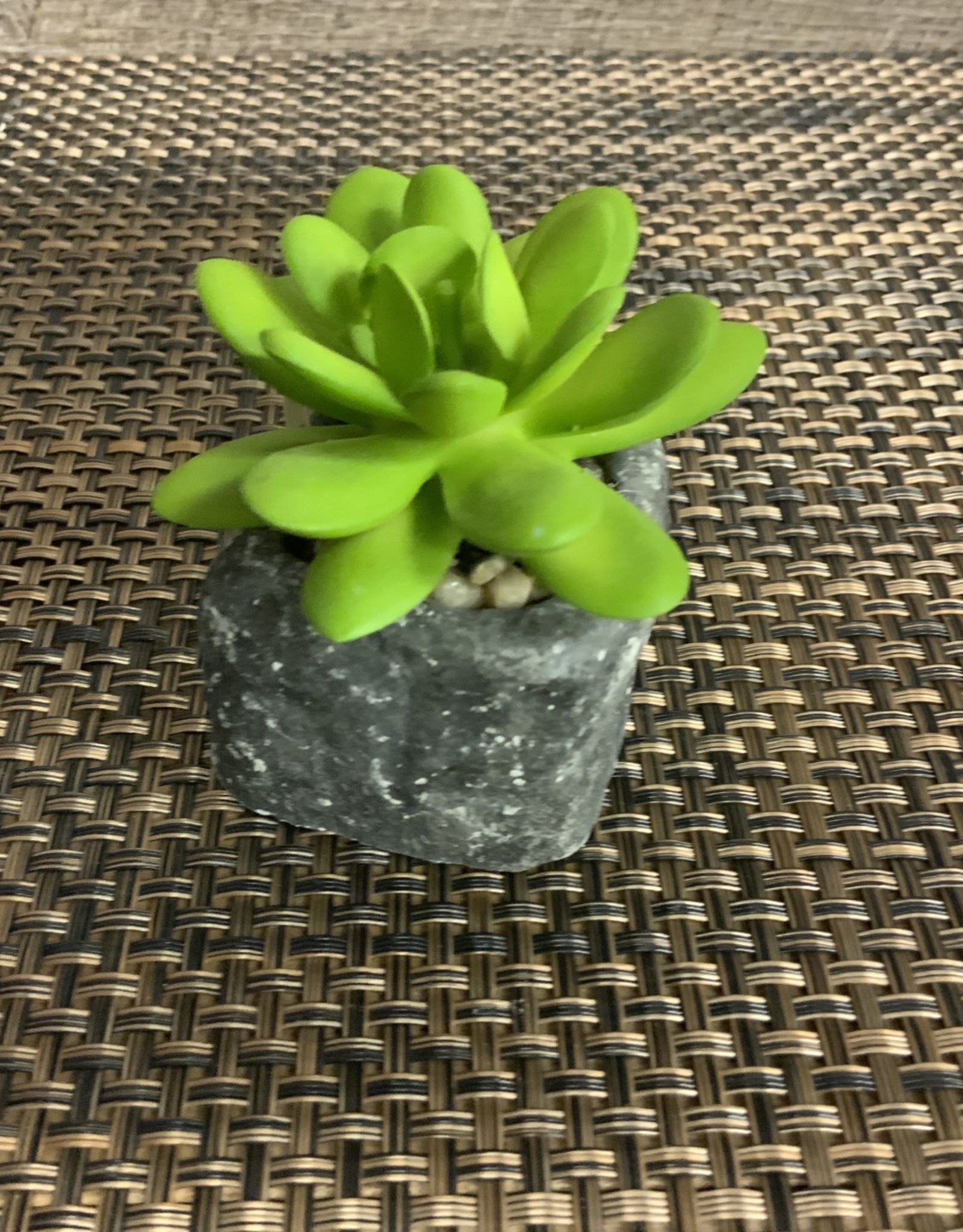 Wills Co. Short Succulent in Square Pot