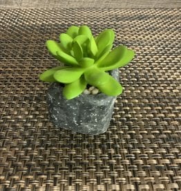 Wills Co. Short Succulent in Square Pot