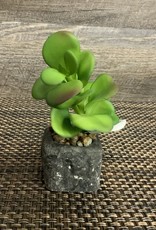 Wills Co. Tall Succulent in Square Pot