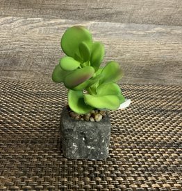Wills Co. Tall Succulent in Square Pot