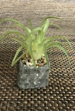 Wills Co. Spiked Succulent in Square Pot