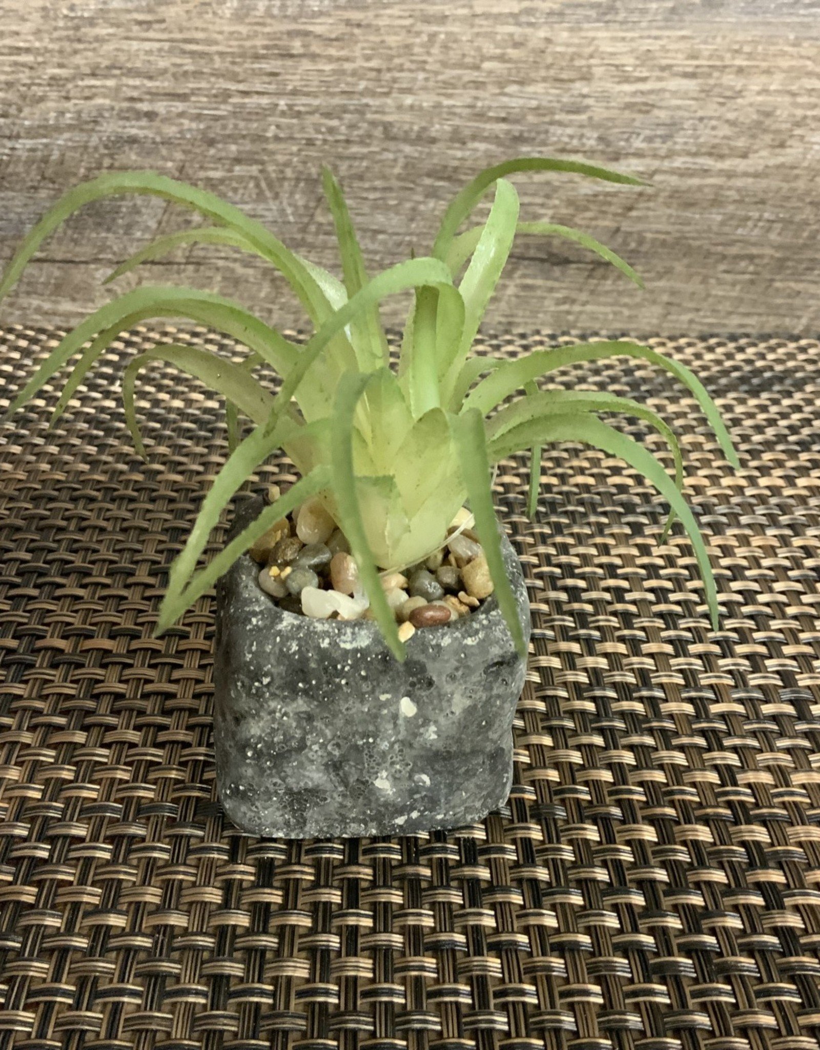 Wills Co. Spiked Succulent in Square Pot
