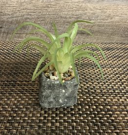 Wills Co. Spiked Succulent in Square Pot