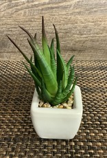 Square Ceramic White Succulent