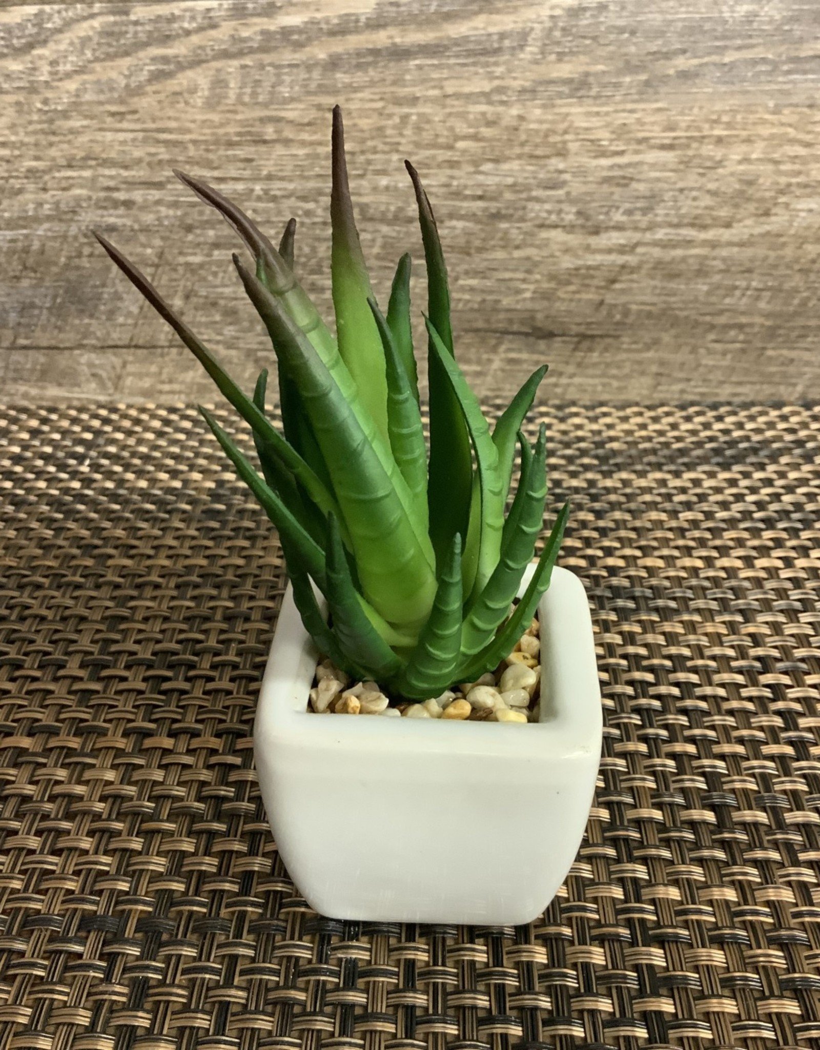 Square Ceramic White Succulent