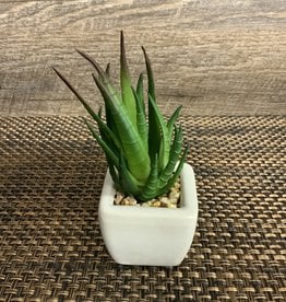 Square Ceramic White Succulent