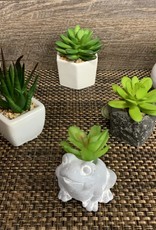Square Ceramic White Succulent