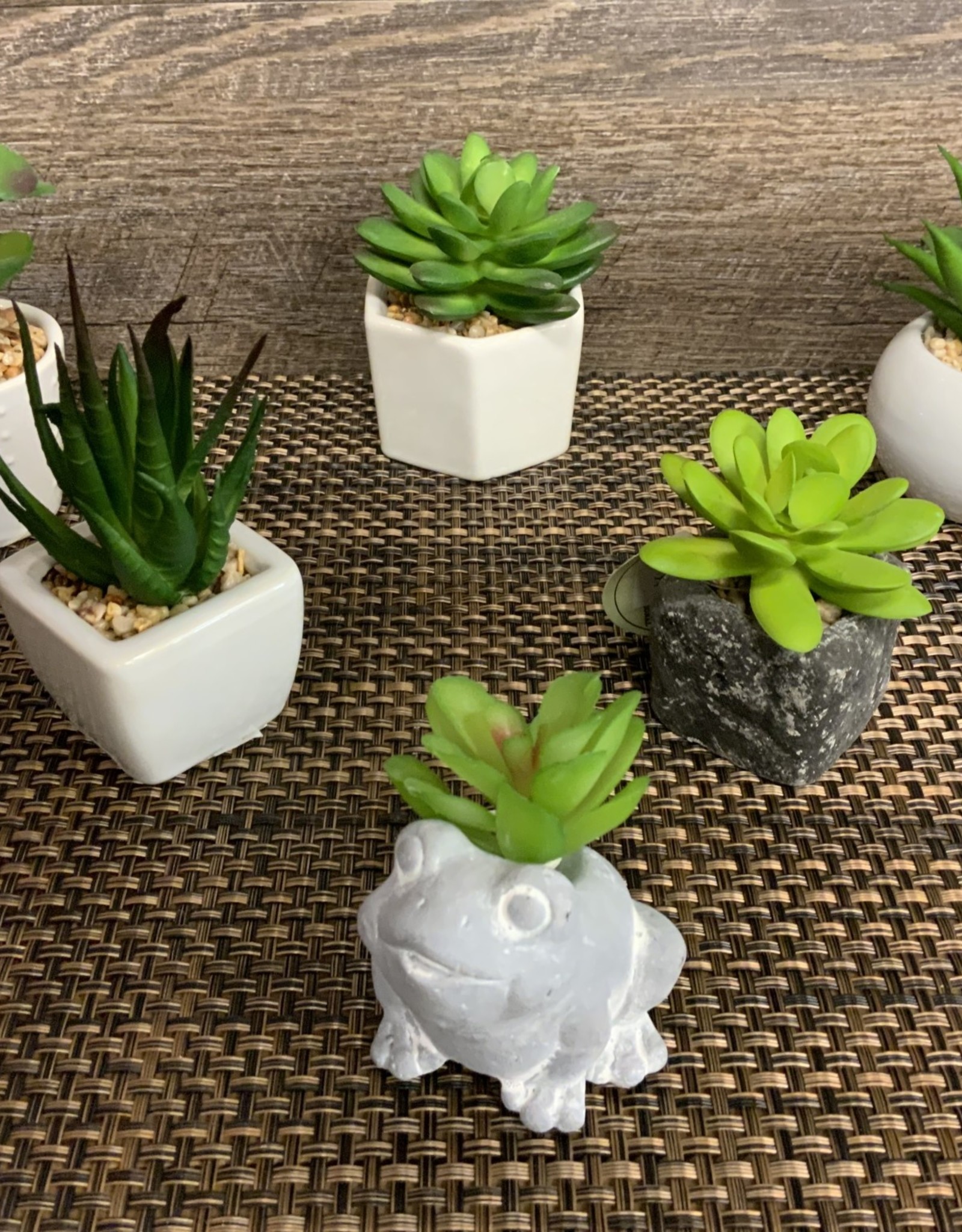 Square Ceramic White Succulent