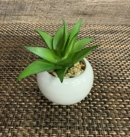 Round Ceramic White Succulent