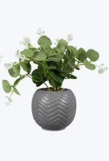 - Grey Ceramic Planter w/Succulent