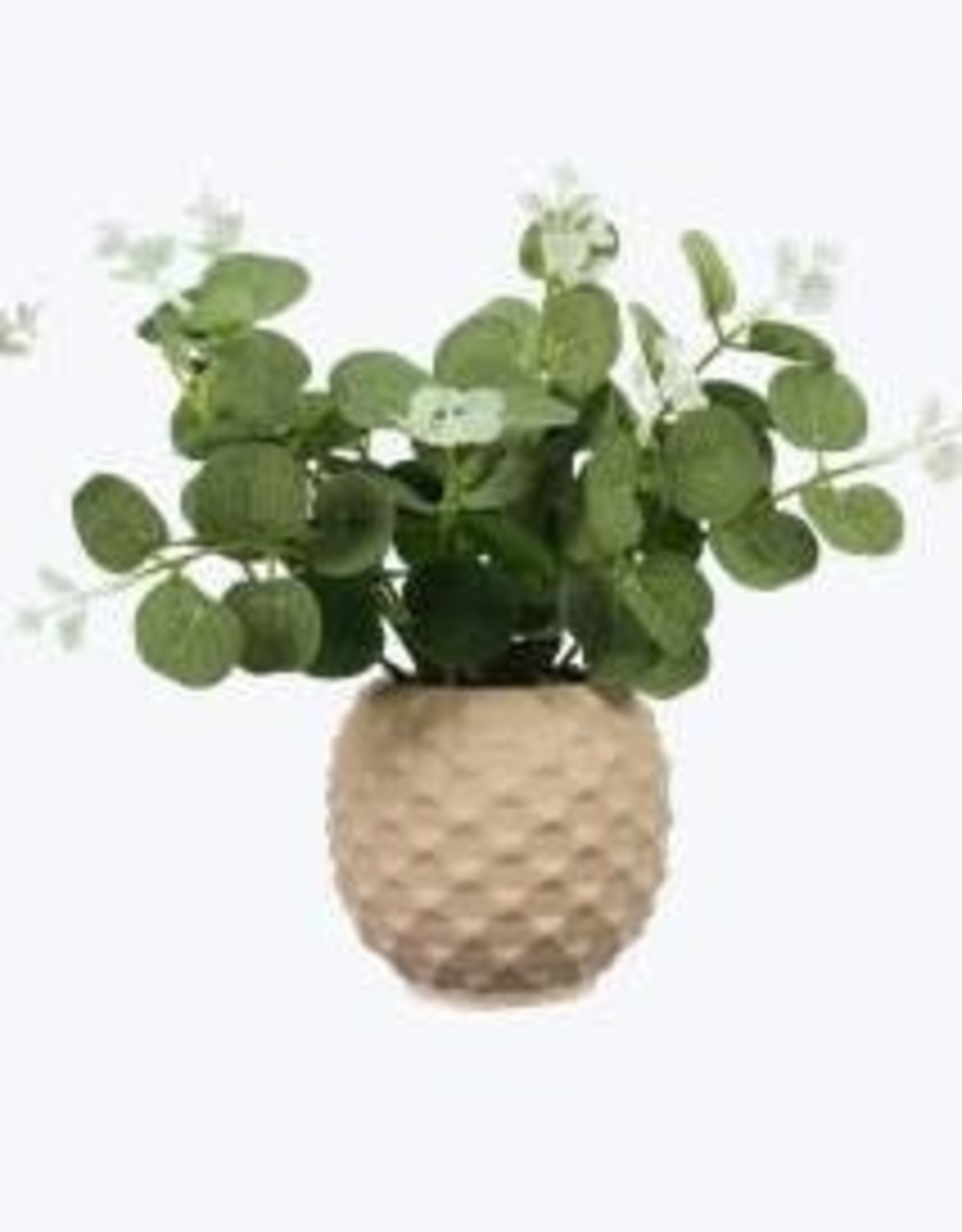 - Tan Ceramic Planter w/Succulent