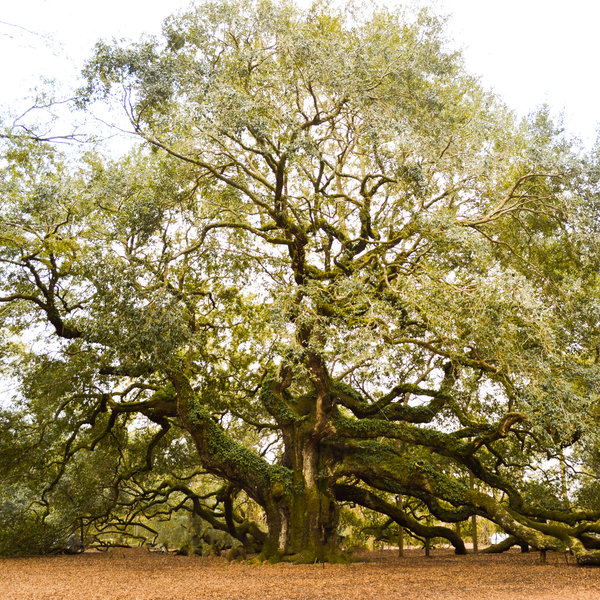 14K Yellow Gold GC Original Angel Oak Ring