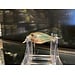 Megabass Quiet Griffon SR-X SP-C