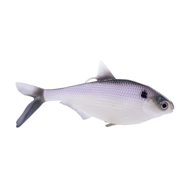 13 Fishing BAMF Shad