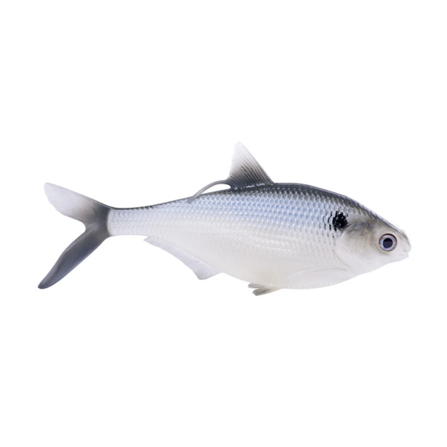 13 Fishing BAMF Shad