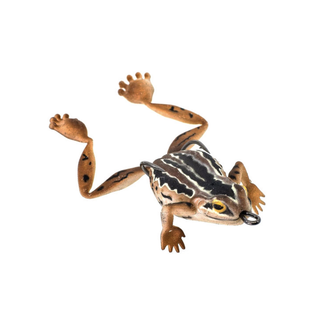 Chasebaits Bobbin Frog