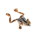 Chasebaits Bobbin Frog