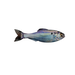 6th Sense Fishing Panorama