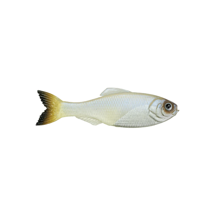 6th Sense Fishing Panorama