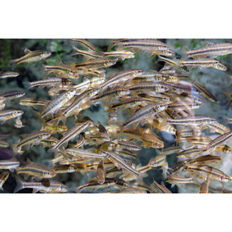 Razorback Coi Farm Fathead Minnows