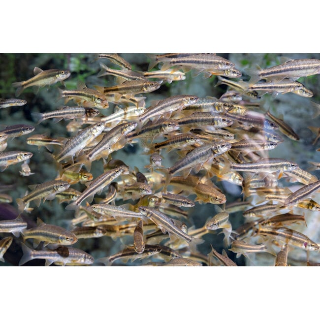 Razorback Coi Farm Fathead Minnows