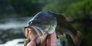 Weekly Fishing Report (May 12, 2026) - Table Rock Lake
