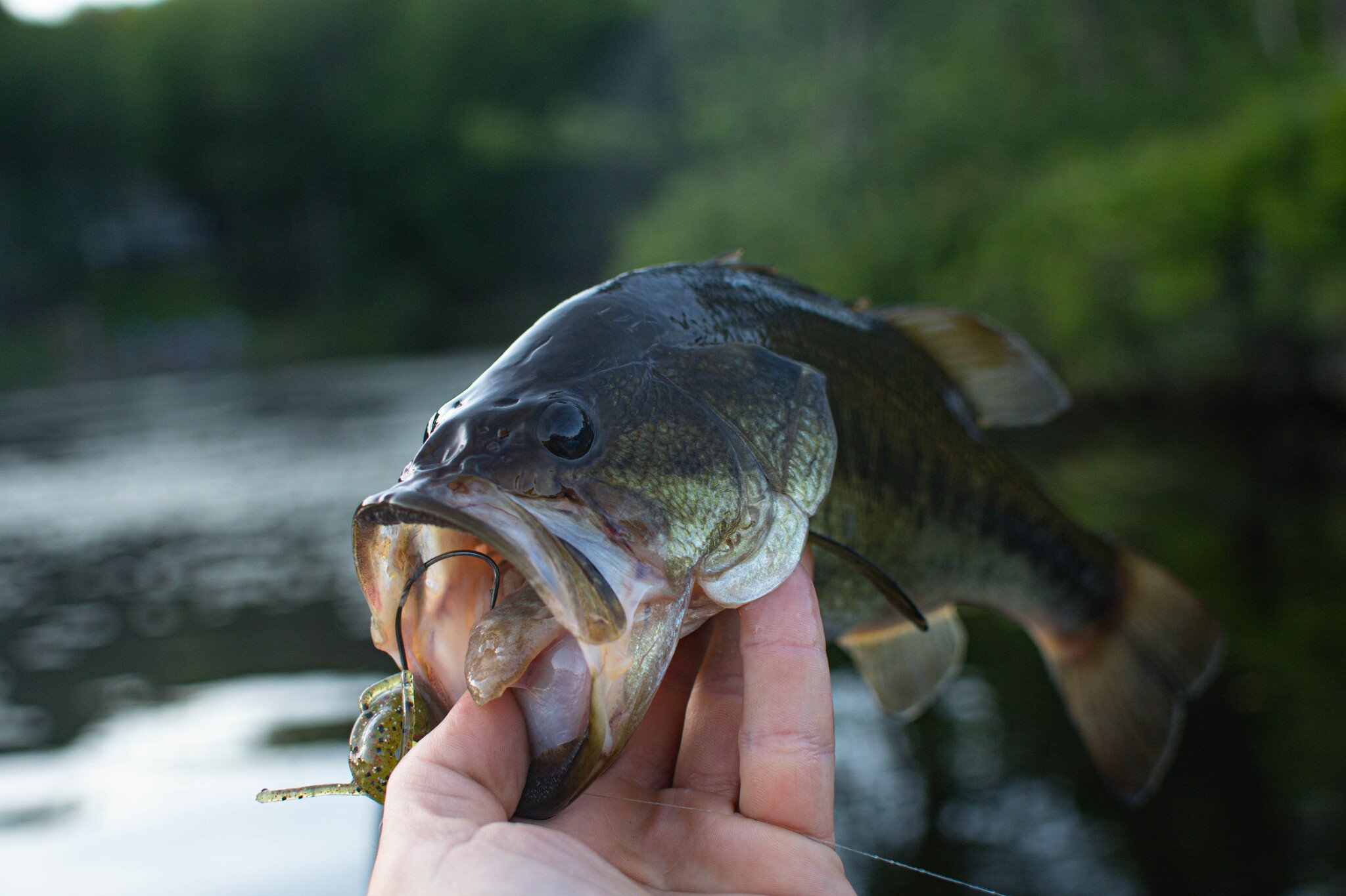 Weekly Fishing Report (May 12, 2026) - Table Rock Lake