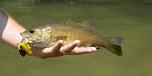 Bull Shoals Lake Bass Fishing: Your Complete Guide to the Ozarks Hidden Gem
