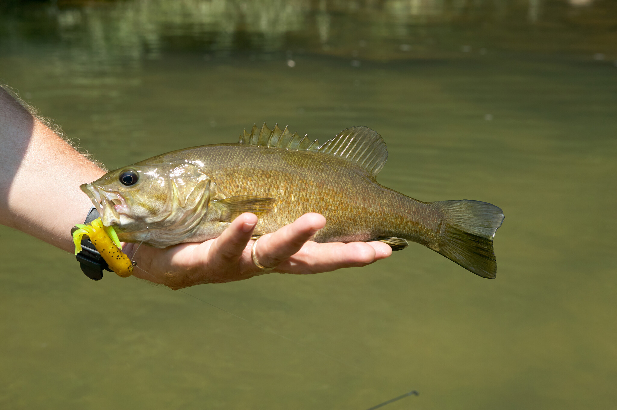 Bull Shoals Lake Bass Fishing: Your Complete Guide to the Ozarks Hidden Gem