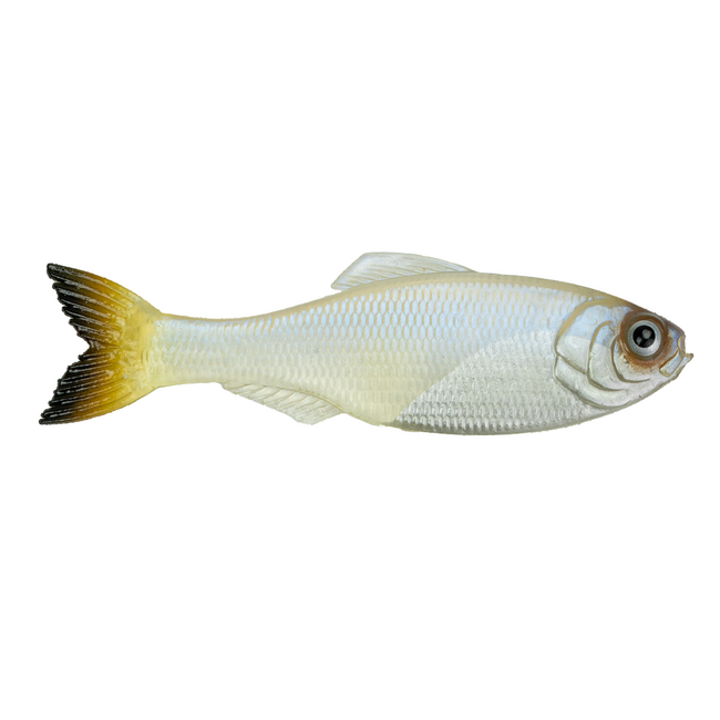 6th Sense Fishing Panorama Swimbait Rigged