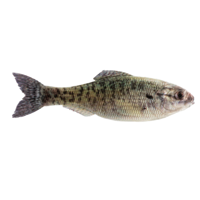 6th Sense Fishing Panorama Swimbait Rigged