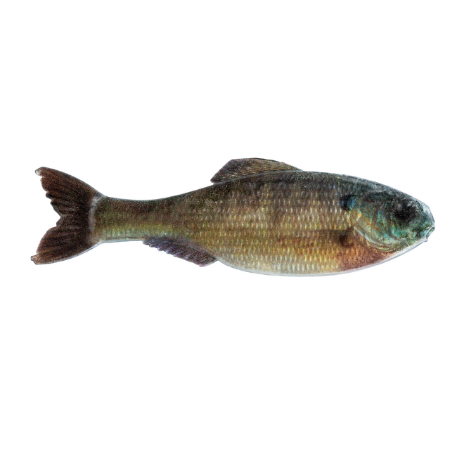 6th Sense Fishing Panorama Swimbait Rigged