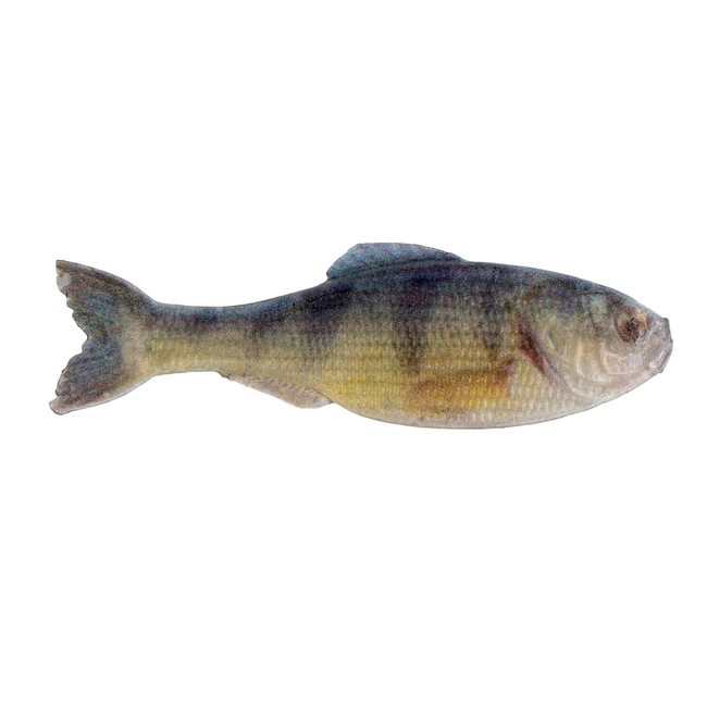 6th Sense Fishing Panorama Swimbait Rigged