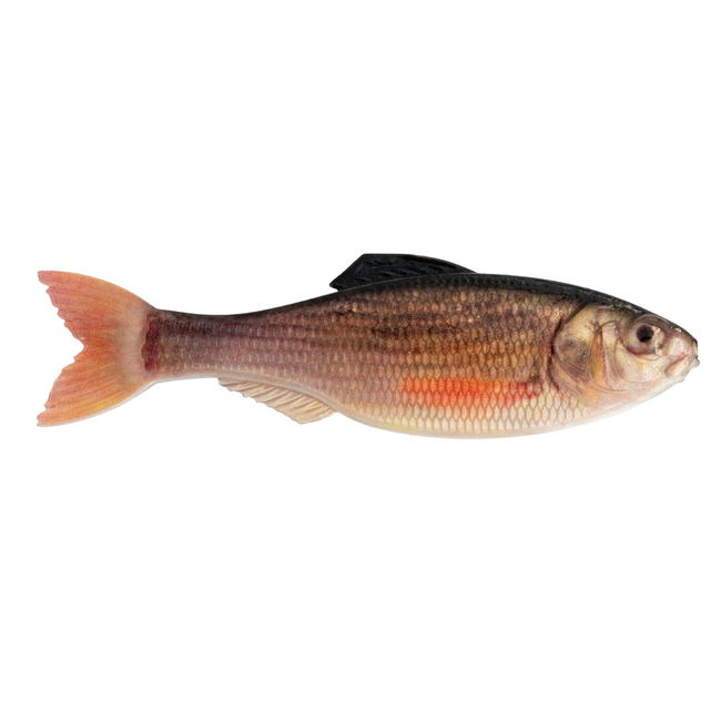 6th Sense Fishing Panorama Swimbait Rigged