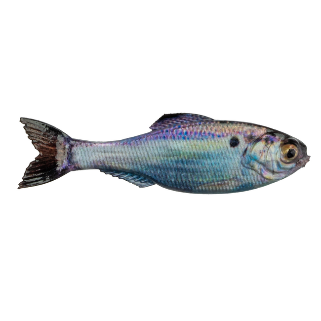 6th Sense Fishing Panorama Swimbait Rigged